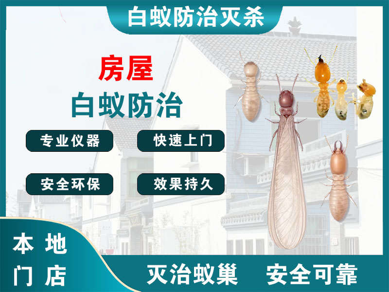 新昌县房屋白蚁防治